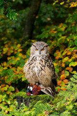 Eagle owl