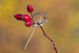 Harvest mouse