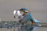 Kingfisher