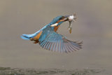Kingfisher