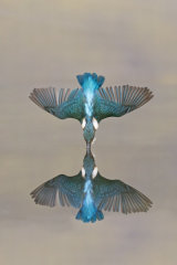 Kingfisher