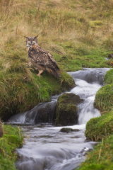 Eagle owl
