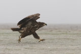 White-tailed eagle