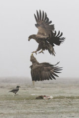 White-tailed eagle