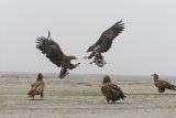 White-tailed eagle