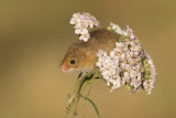 Harvest mouse