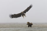 White-tailed eagle