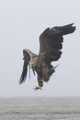 White-tailed eagle