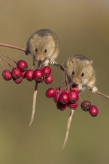 Harvest mouse