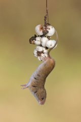 Harvest mouse