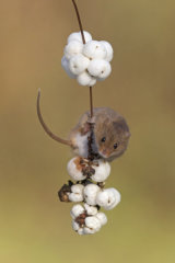 Harvest mouse