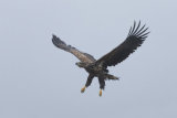 White-tailed eagle