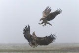 White-tailed eagle