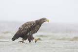White-tailed eagle