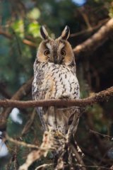 Long-eared owl