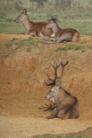 002 Red Deer