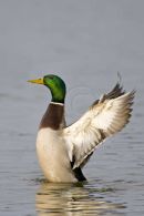 Mallard