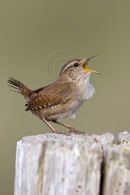 Wren
