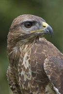 Buzzard