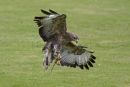 Buzzard