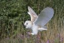 Barn owl
