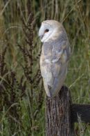 Barn owl