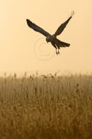 Marsh harrier