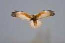 Marsh harrier