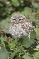 Little owl