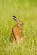 001 Brown Hare