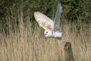 Barn owl