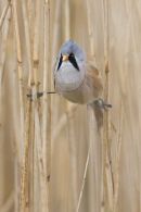 Bearded tit