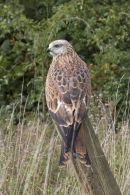 Red kite