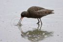 Spotted redshank
