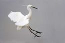 Little egret