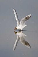 Black-headed gull