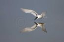 Sandwich tern