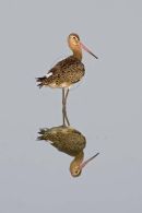 Black-tailed godwit