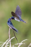 Swallow