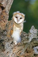001 Barn Owl