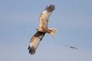 Marsh harrier
