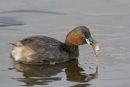 Little grebe