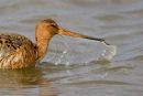 Black-tailed godwit