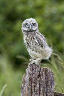Little owl