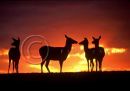 005 Red deer