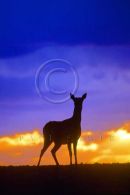 001 Red Deer