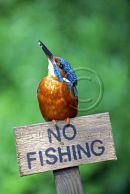 Kingfisher