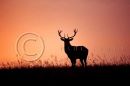 006 Red deer