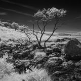 Black and White Dartmoor infrared landscape.