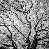 Black and White infrared landscape - Central Park, Plymouth